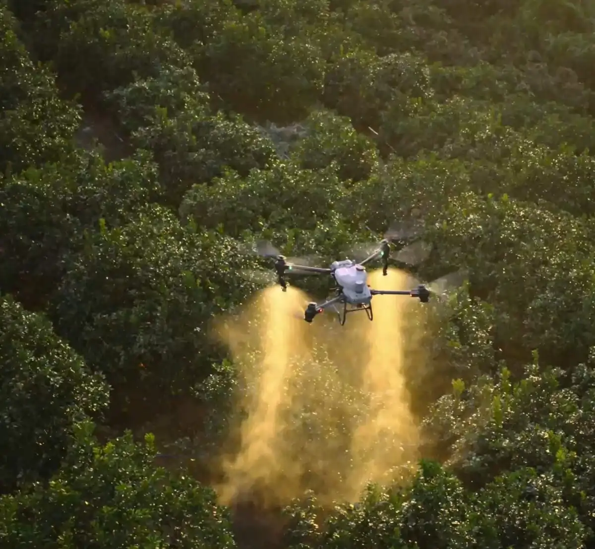 air agri crops We provide Agri Drone Services for all types of row crops and cover crops.